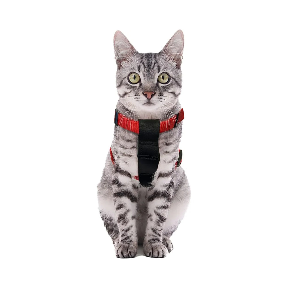 Flamingo Bilsele Kat